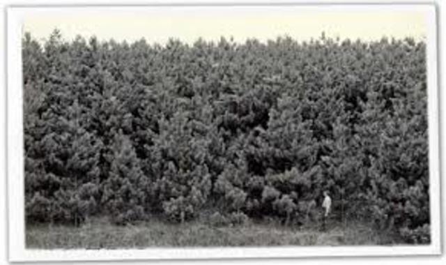 American Forestry Association Founded