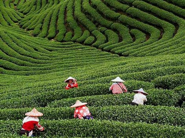 Chinese Knowledge of Tea Spread to Japan