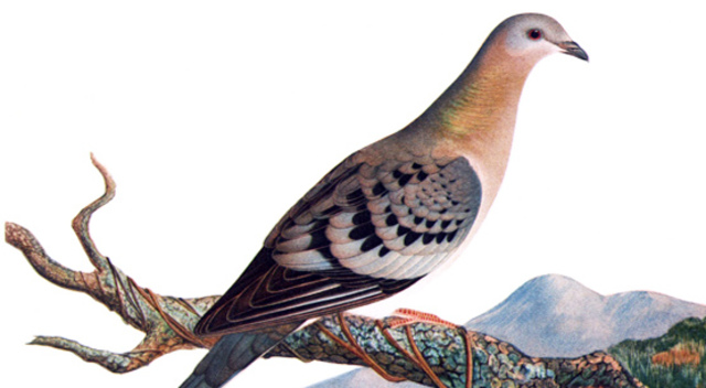Once the most prolific bird, the passenger pigeon becomes extinct