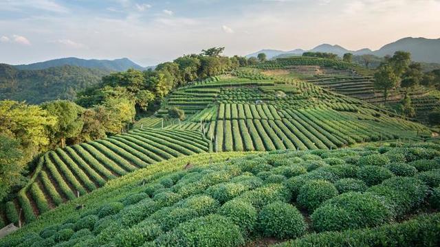 Green Revolution - intensive technological agriculture