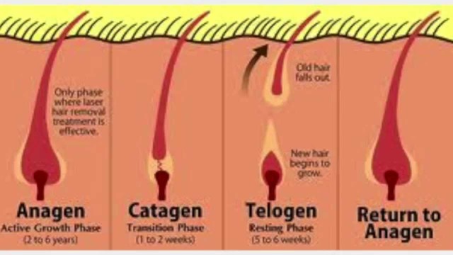 Hair now used in forensics
