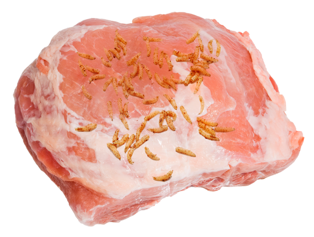 Spontaneous Generation