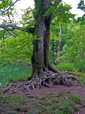 Curt Lemon gets blown into a tree