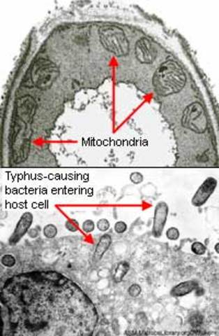 Endosymbiotic Theory