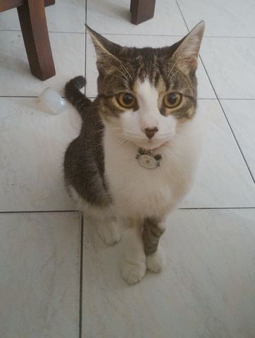 She got a little kitten