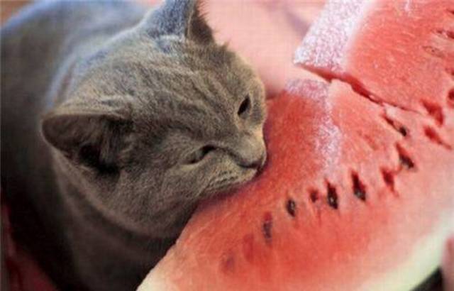 Getting my first cat