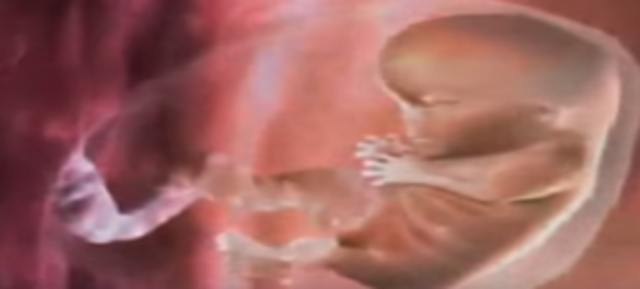 Se forman algunas estructuras externas y los organos internos empiezan a desarrollarse