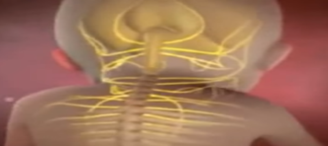 El feto sigue creciendo, duplica su tamaño