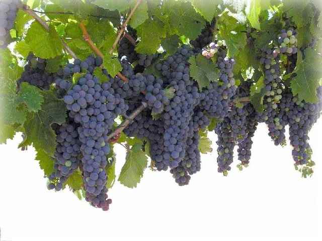 Domestication of Wine