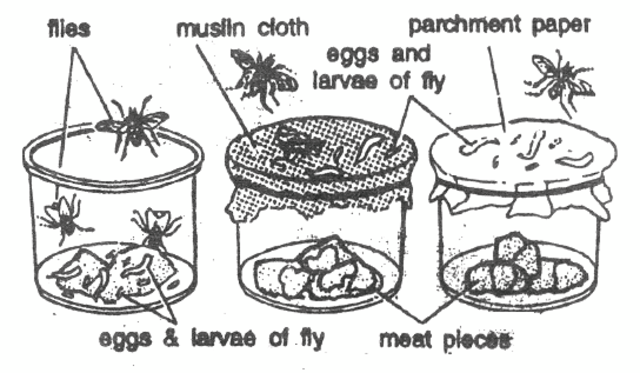 The first time "Biogenesis" was expressed