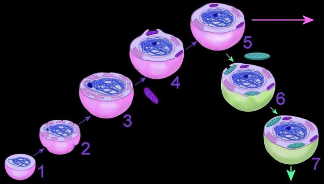 The first time the "Endosymbiotic theory" was articulated