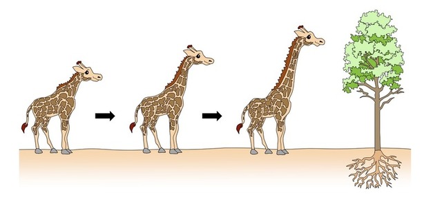 Change through use and disuse: Lamarck