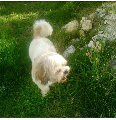 My first dog Alexander