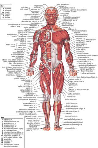 Human Anatomy