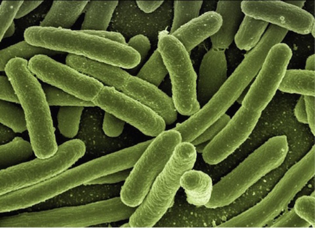 Bacteria Discovered