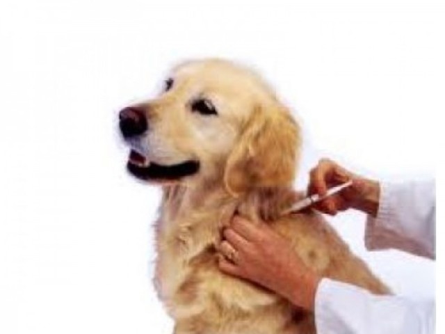 Vaccine For Rabies