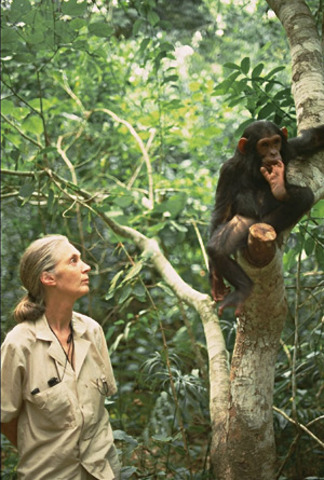 Jane Begins Studying Chimpanzees