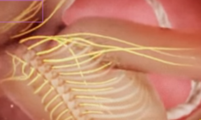 Se conecta el sistema nervioso