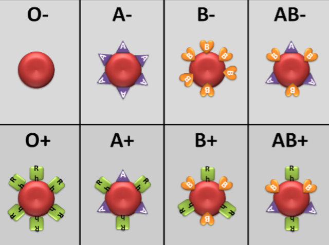 Blood Types