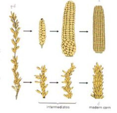Domesticacion del Teosinte.