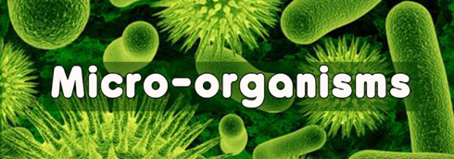 1670-1723:  Anton van Leeuwenhoek