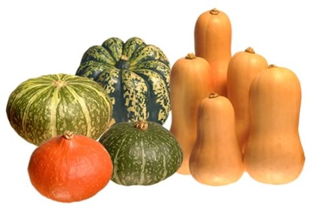 Domesticacion de Calabazas y zapallos.