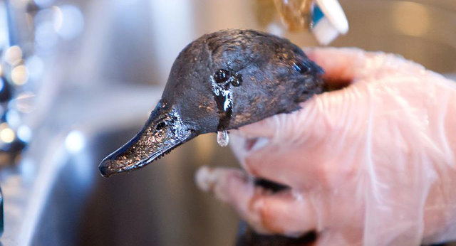 BP Oil Spill