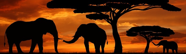 Year of the Elephant