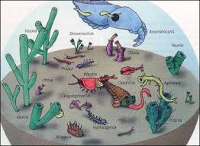 Paleozoic:Cambrian
