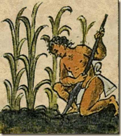 inicios de la agricultura