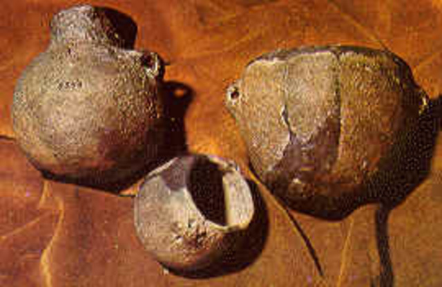 Edad de la piedra nueva