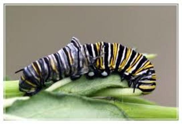 Stage 2: Caterpillar