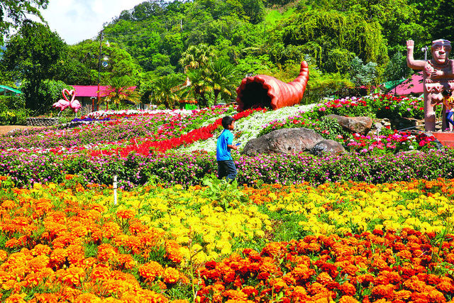 Feria de las Flores y el Café, Boquete, Chiriquí.