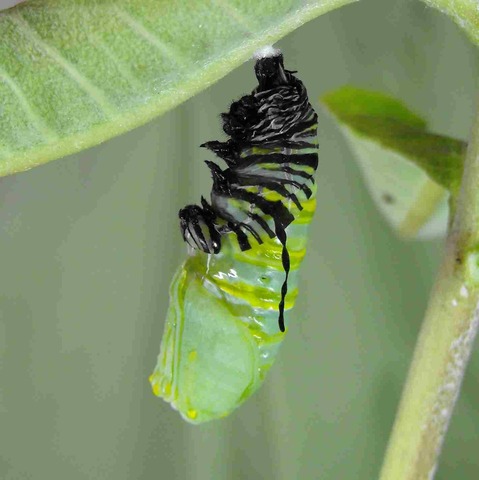 Stage 3: Chrysalis