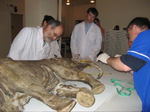 Mammoth genome is sequenced