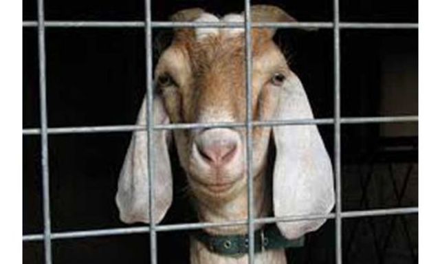 Police in Nigeria jail a goat believed to be an armed robber who transformed himself through witchcraft.