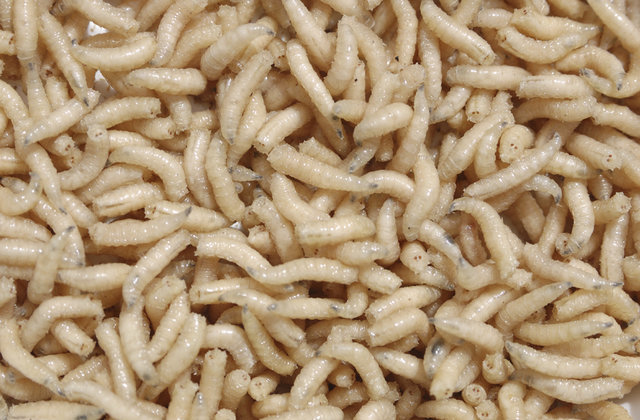 Research was done on maggot therapy