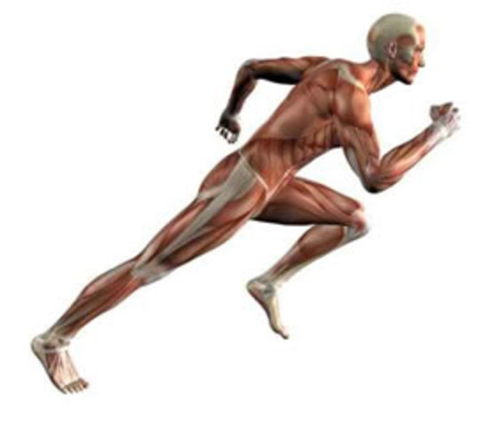 1985: Se piensa en el aseguramiento del desarrollo de la Capacidad corporal