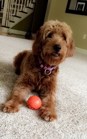 The day my dog was born