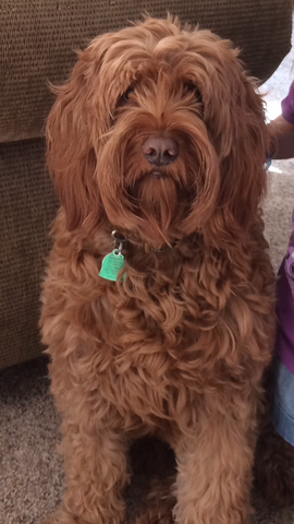 My dog Chloe was born