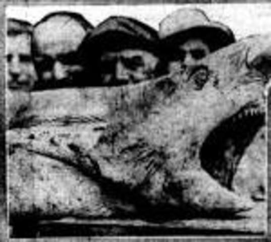 Shark attacks of 1916