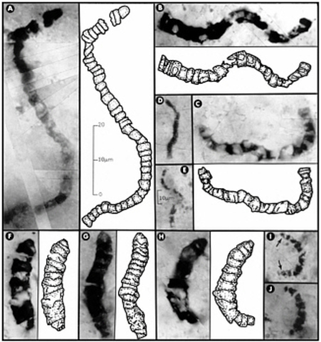 3.5 BYA: Earliest Fossil Record of Prokaryotic Cells