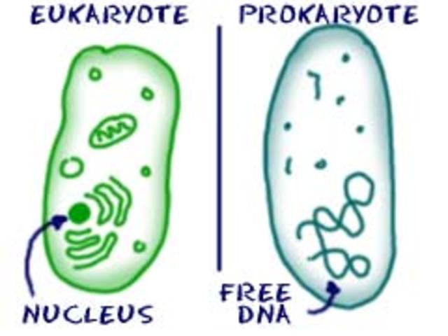 2.5 BYA: Earliest Fossil Eukaryotes