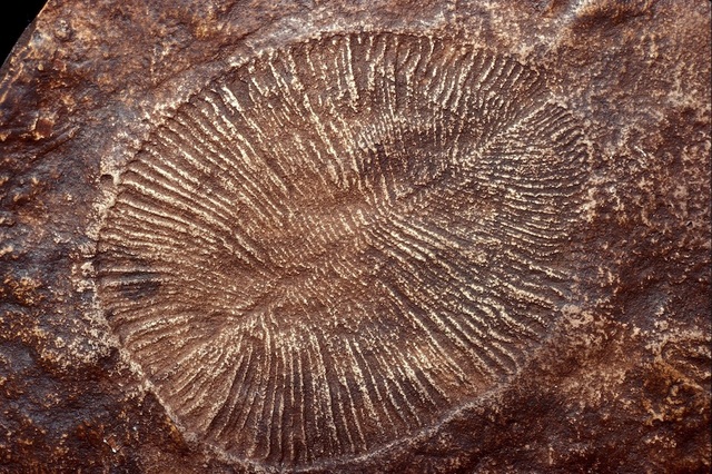 700 MYA: First Fossilized Evidence of Multicellular Organisms