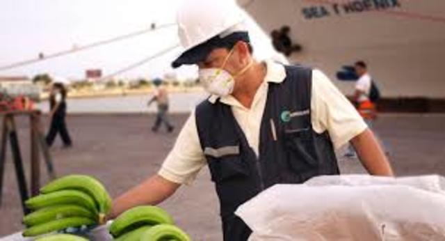 Acuerdo sobre la Aplicación de Medidas Sanitarias y Fitosanitarias (MSF)