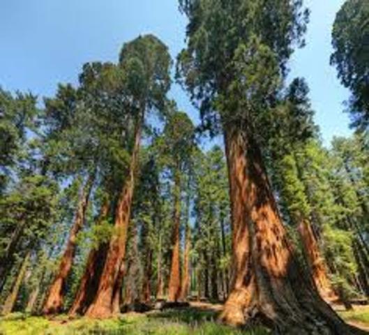 Yosemite plus sequioa national park founded