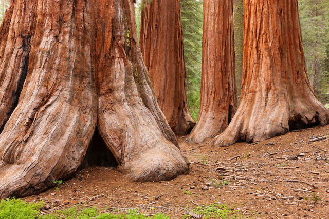 Yosemite and Sequoia National Parks Founded