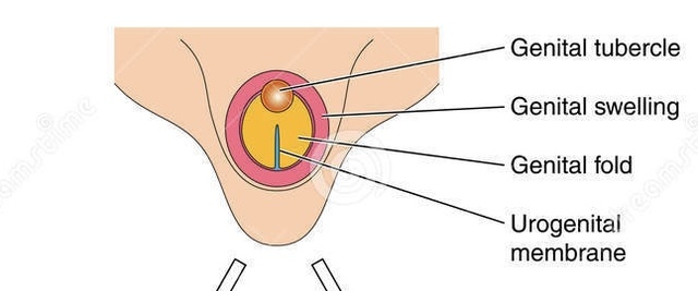 12 Semanas (Inicio del segundo trimestre)
