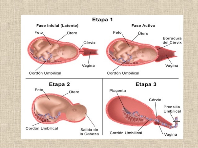 Parto Natural I Fase (40 semanas)