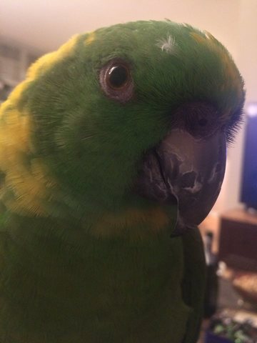 Getting my Pet Parrot